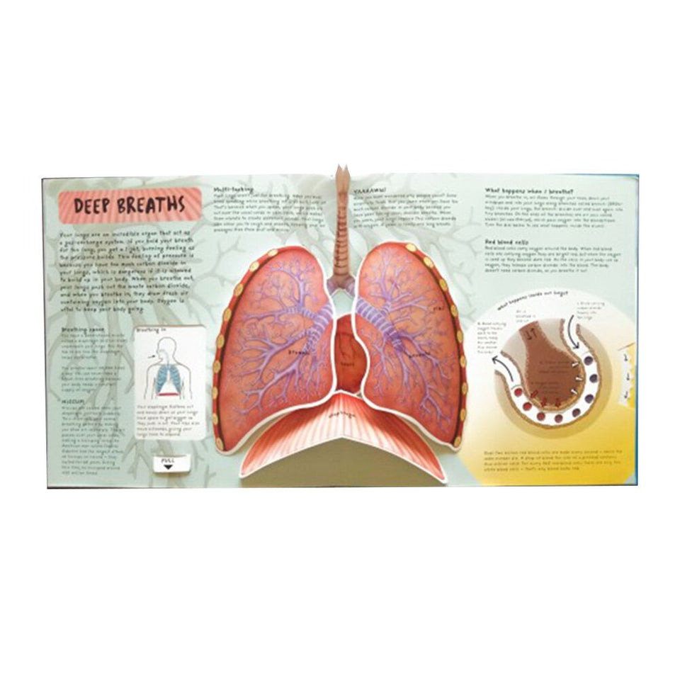 Anatomy of The Human Body 3D Picture Book