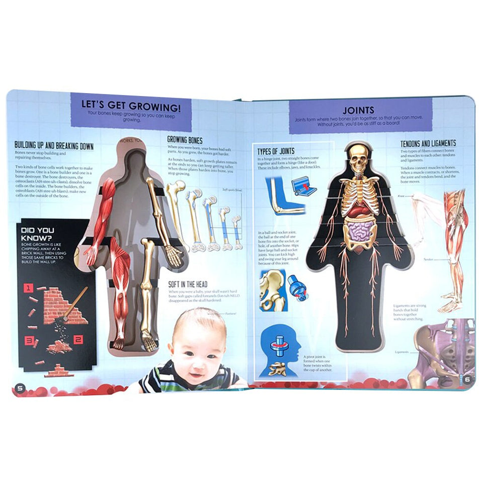 Anatomy of The Human Body 3D Picture Book